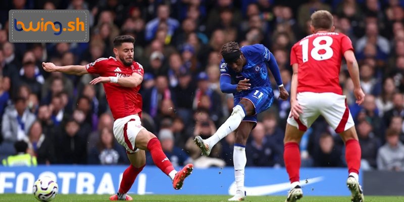 Thể thao 8live là gì?